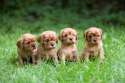 s-Puppy-pals..jpg