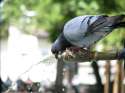 pigeon73.jpg