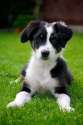 s-Puppy-playtime..jpg
