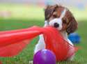 s-Puppy-playtime.jpg
