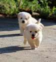 s-Puppy-play-time.jpg