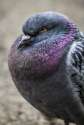 Pigeon2.jpg