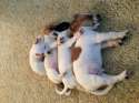 s-PUPPY-PYRAMID.jpg