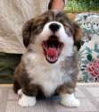 s-Puppy-yawns..jpg