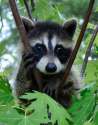s-Raccoon-raucous..jpg