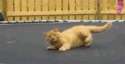 Trampoline_cat.gif