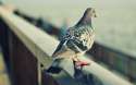 pigeon124.jpg
