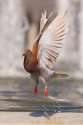 pigeon150.jpg