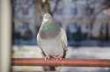 pigeon216.jpg