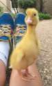 s-Reddit-needs-more-ducks.jpg