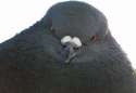 pigeon67.jpg