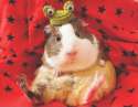 s-Ribbit....jpg