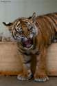 s-Roar.jpg