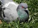 pigeon133.jpg