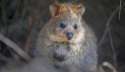 s-Rottnest-Island.jpg