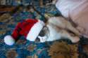 s-Santa-overworks-himself..jpg