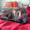 s-Say-hi-to-The-Floof-That-Is-Gustave.jpg