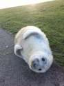 s-seal-pups-flee-danger.jpg