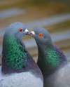 pigeon202.jpg