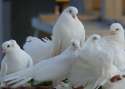 pigeon210.jpg