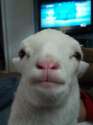 s-Sheep.jpg