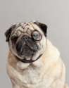 s-Sherlock-Pug.jpg