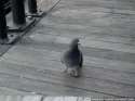 pigeon.gif