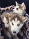 s-Siberian-Husky-puppies.jpg