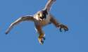 Peregrine-Falcon-Fastest-Animal-ATTACK.jpg
