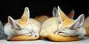 s-Sleeping-fennec-foxes.jpg
