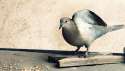 pigeon138.jpg