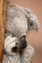s-Sleepy-koala..jpg