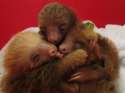 s-Sloth-huddle..jpg