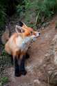 s-Sly-fox..jpg