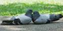 RockPigeon-couple-LenaChow.jpg