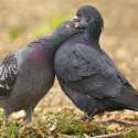 pigeons-couple-2715.jpg