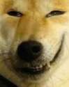 Shibe2.png