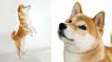 Shibe1.jpg