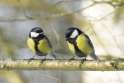 a pair of british great tits.jpg