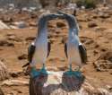 Bluefootedboobies.jpg