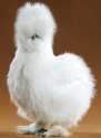 silkie bantam.jpg