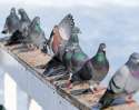 Pigeon02.jpg