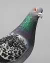 pigeon5.jpg