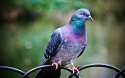 pigeon-wide.jpg
