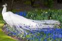 albinopeacock.jpg
