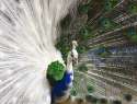 peacock2.jpg
