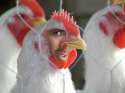 Hen_003.jpg