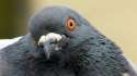 Pigeon-Face.jpg
