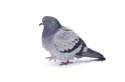 Pigeon144.jpg