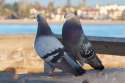 Pigeons_courting_4867.jpg